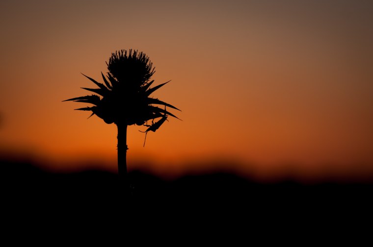 Thistle in front of sunset