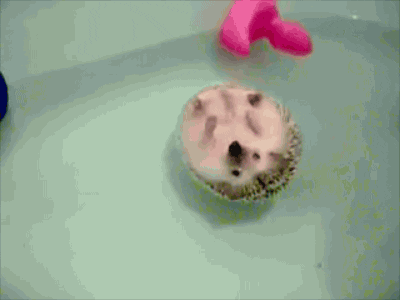 Hedgehog floating around a bath tub
