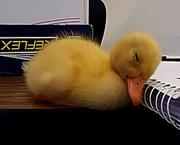 Sleepy duck drifting off over class notes